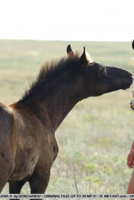 Ellena A & Iren A MetArt Horizont